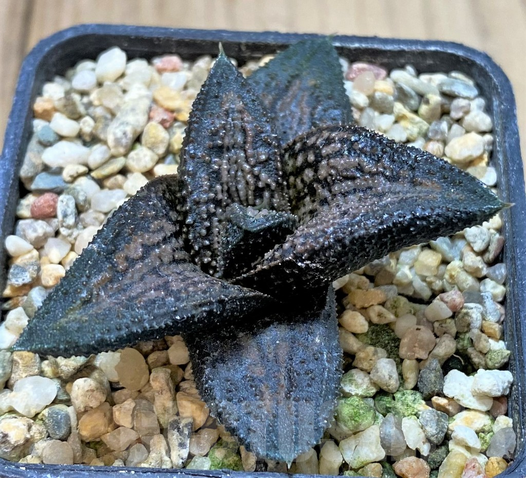 SHPR40425 Haworthia 'Kintaikyo', ex variegata