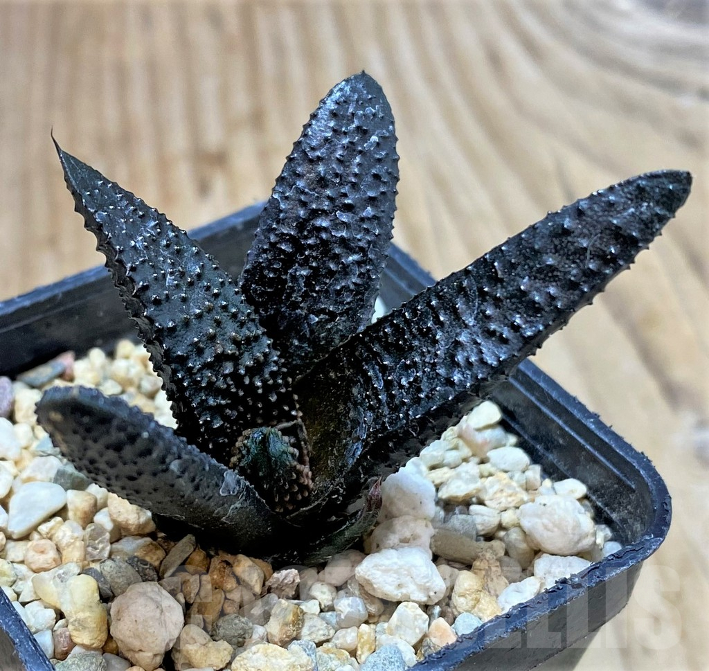 SHPR40418 Haworthia scabra - Зображення 2