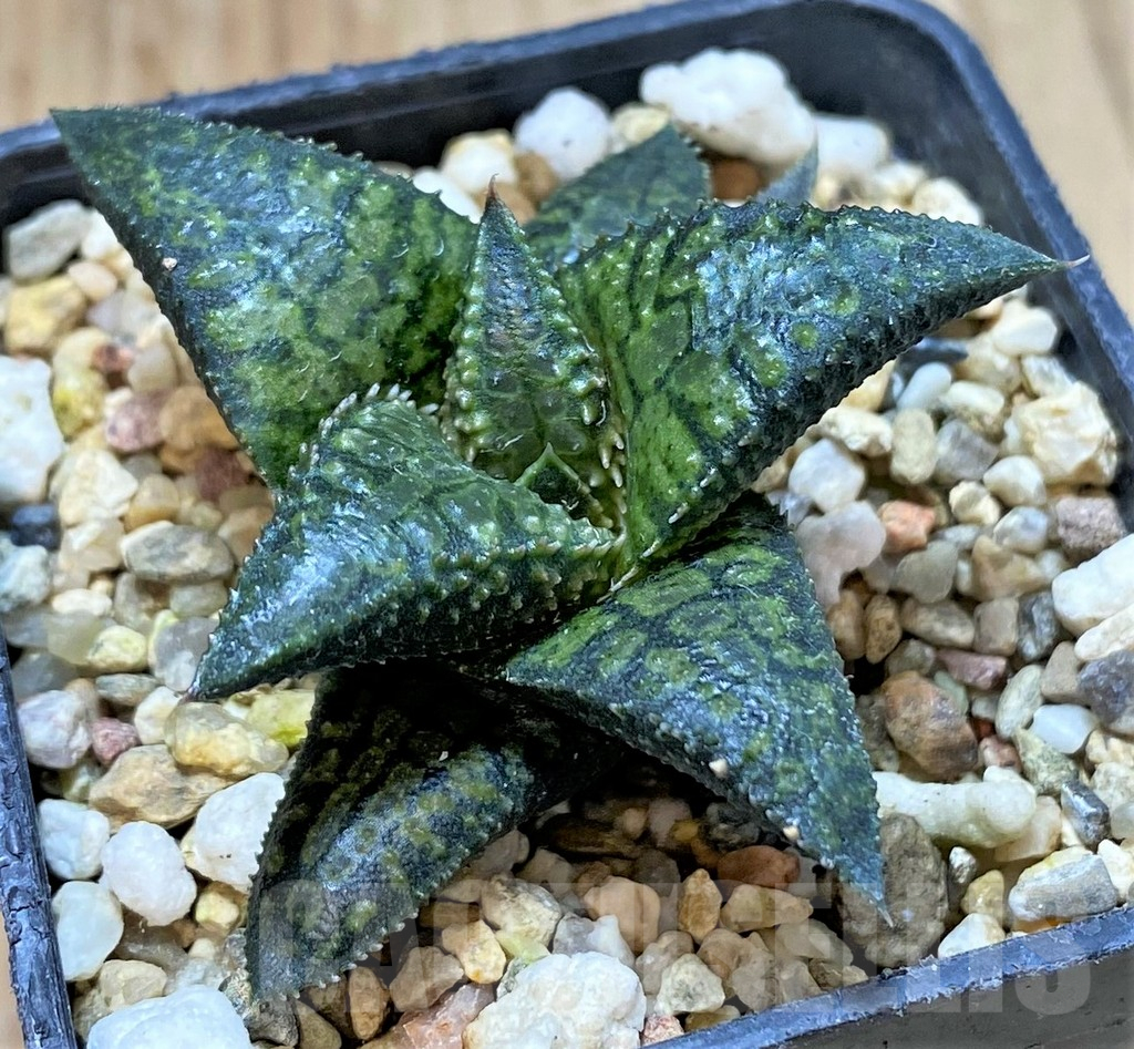 SHPR40429 Haworthia tesselata x koelmaniorum 'Urocomado' type1 - immagine 2