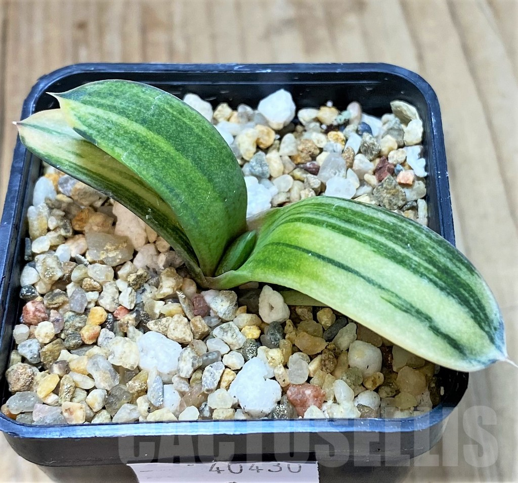 SHPR40430 Gasteria hybrid f. variegata – Image 2