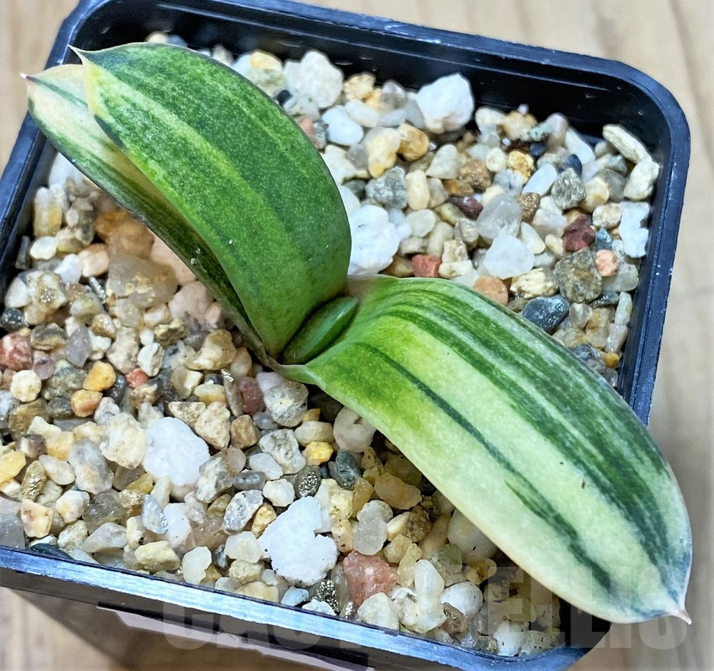 SHPR40430 Gasteria hybrid f. variegata