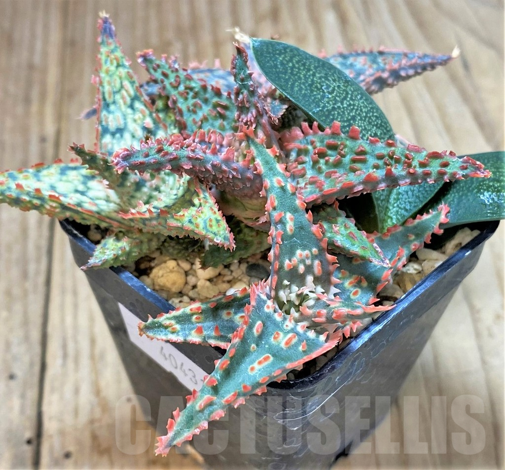 SHPR40431 Aloe TCT hybrid mix