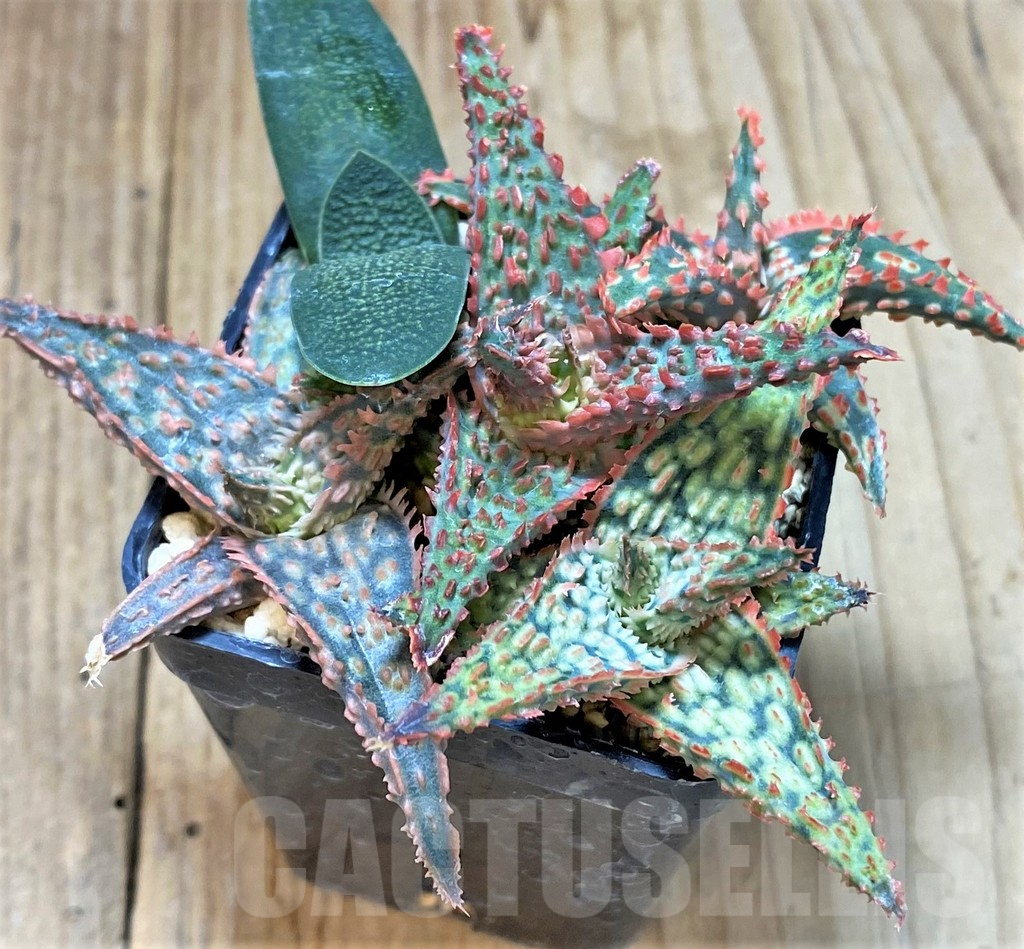 SHPR40431 Aloe TCT hybrid mix – Image 2