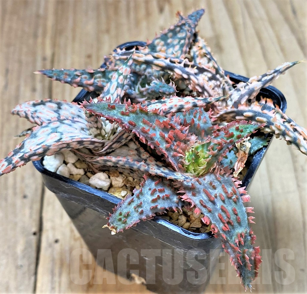 SHPR40432 Aloe TCT hybrid mix