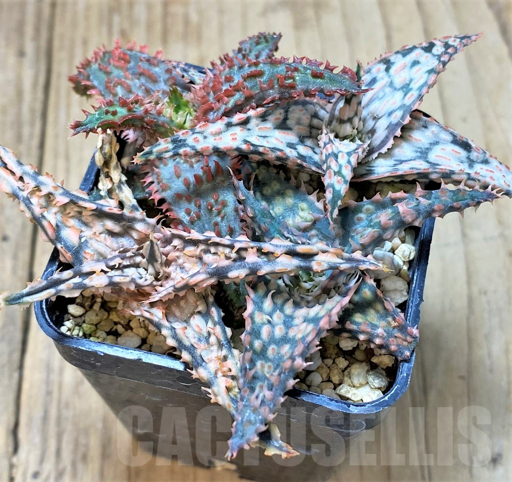 SHPR40432 Aloe TCT hybrid mix - immagine 2