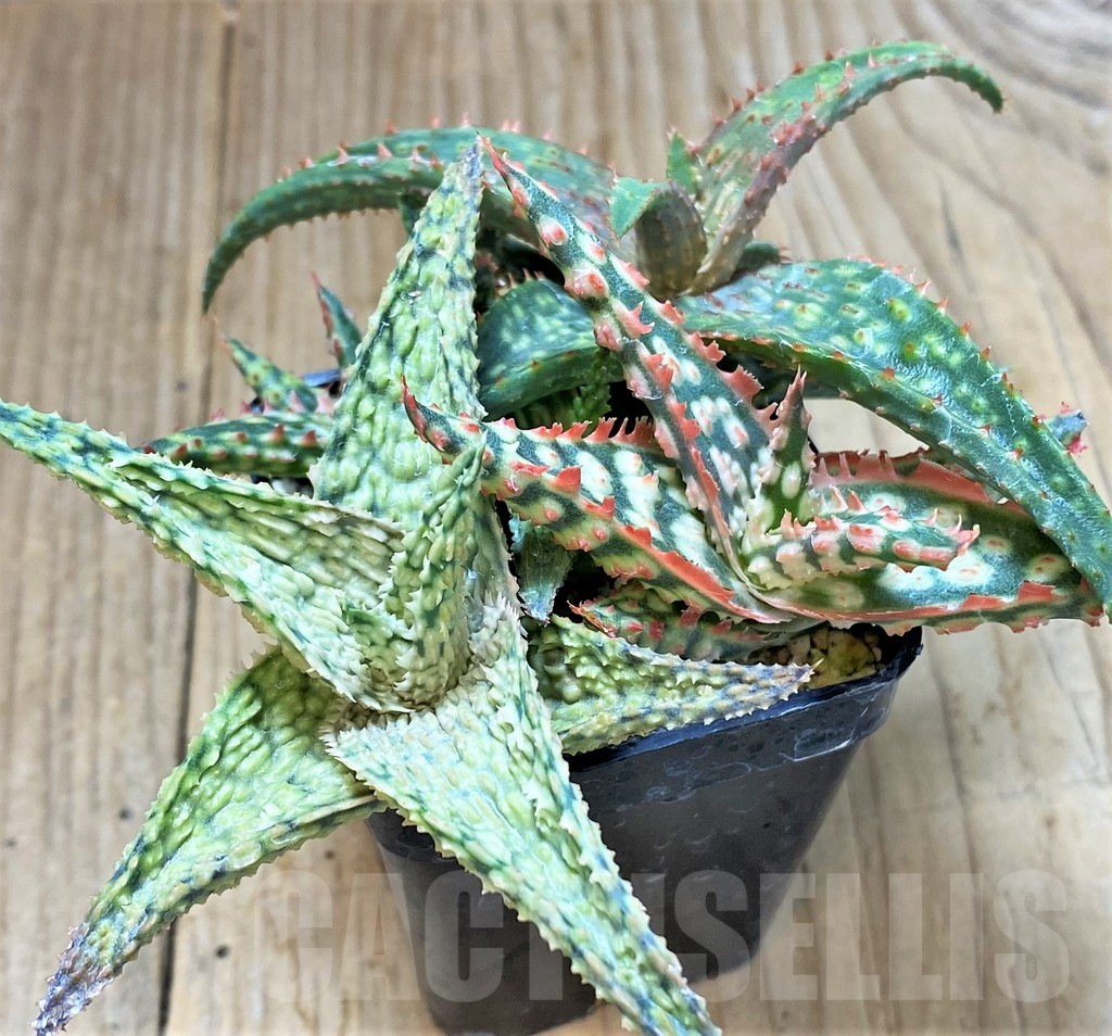 SHPR40433 Aloe TCT hybrid mix