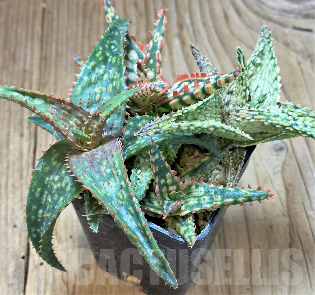 SHPR40433 Aloe TCT hybrid mix - immagine 2