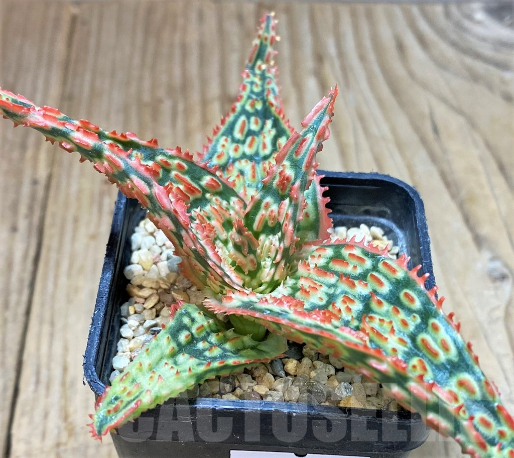 SHPR40437 Aloe TCT hybrid