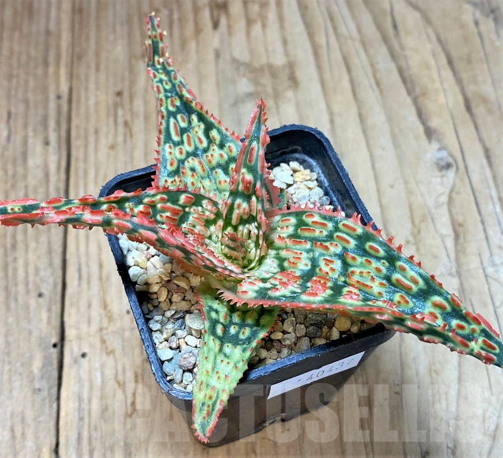 SHPR40437 Aloe TCT hybrid - Image 2