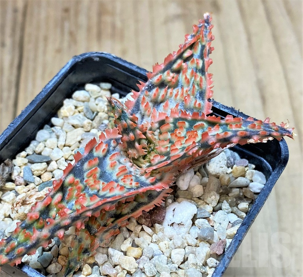 SHPR40438 Aloe TCT hybrid - Image 2