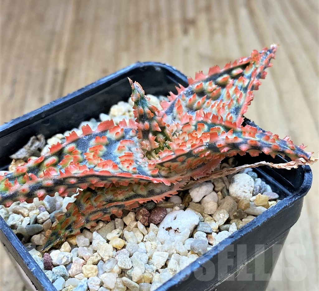 SHPR40438 Aloe TCT hybrid