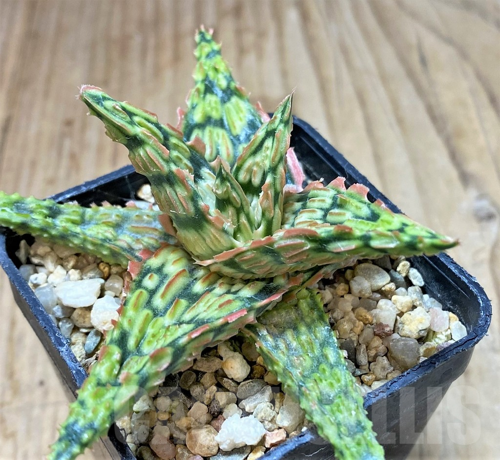 SHPR40440 Aloe TCT hybrid - Image 2