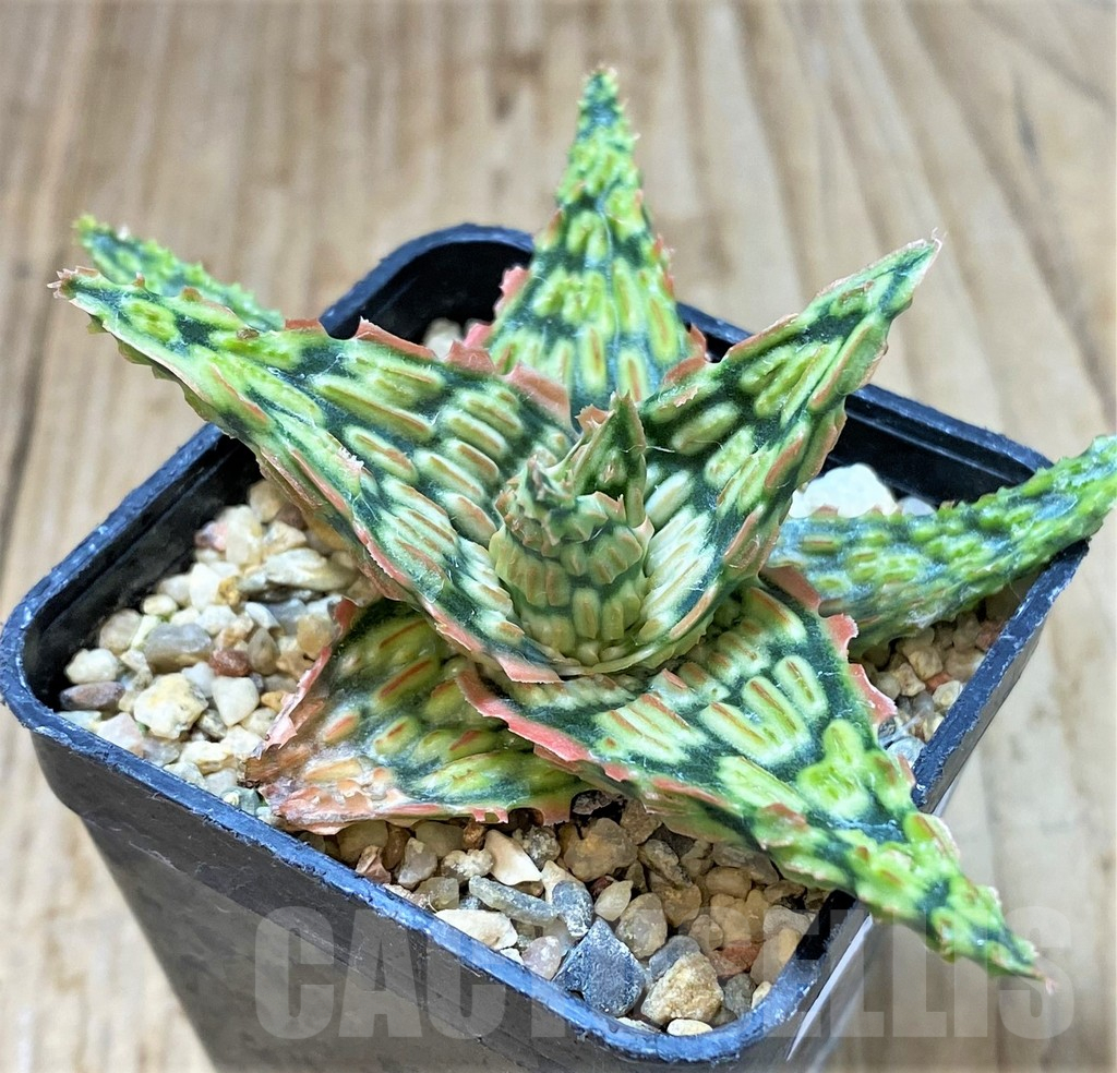 SHPR40440 Aloe TCT hybrid