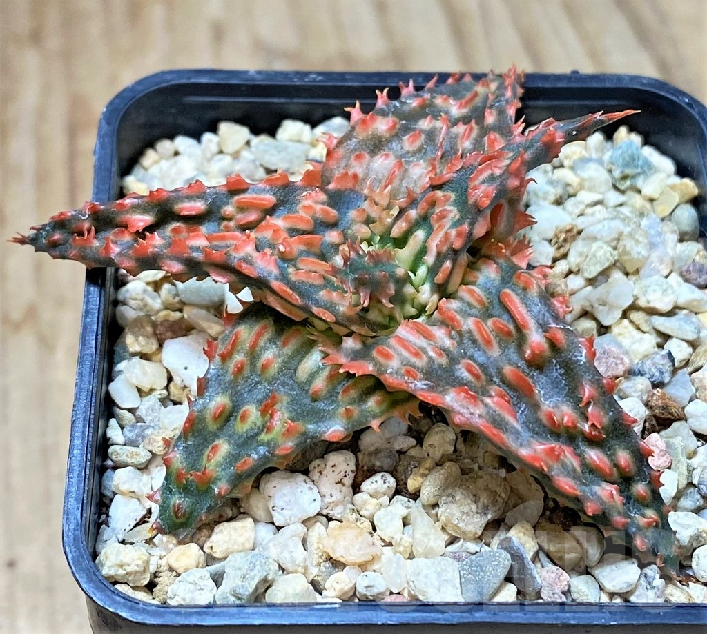 SHPR40441 Aloe TCT hybrid - immagine 2