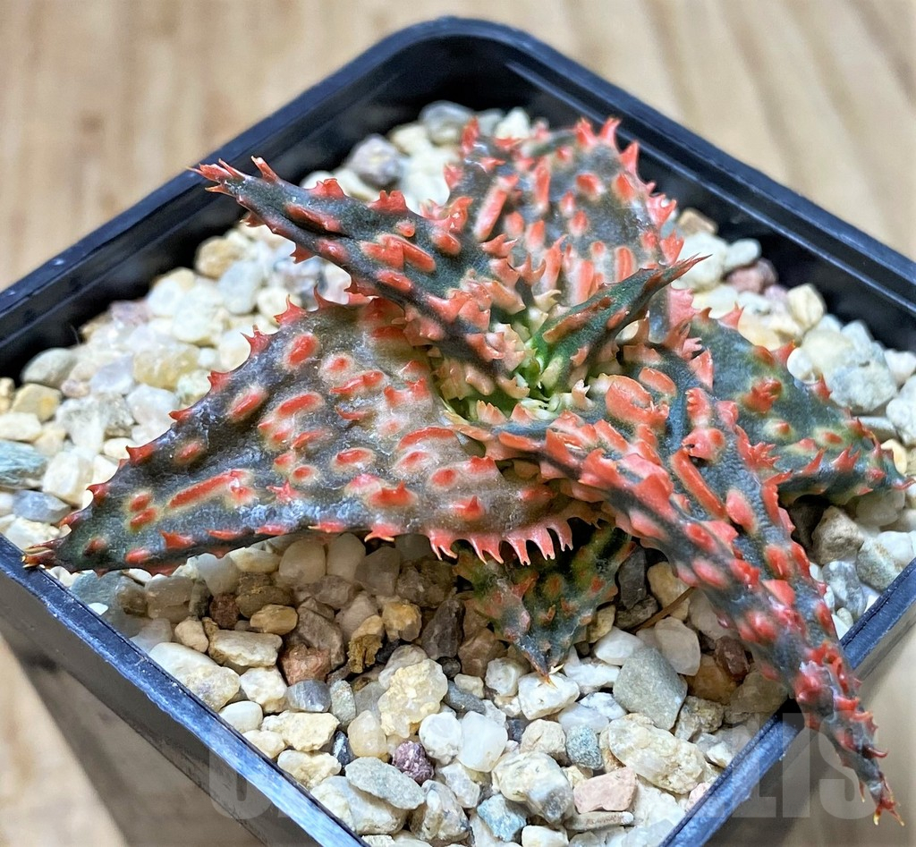 SHPR40441 Aloe TCT hybrid