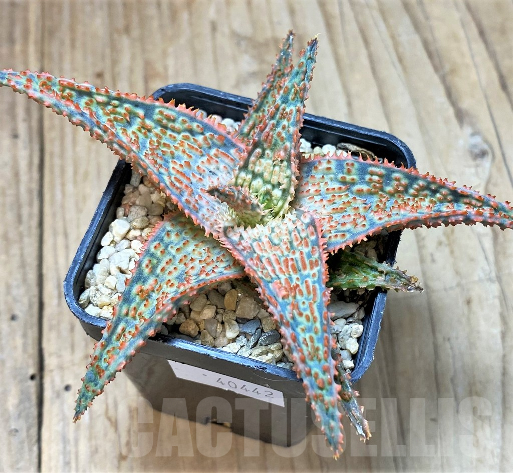 SHPR40442 Aloe TCT hybrid - Image 2