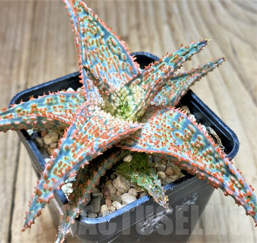 SHPR40442 Aloe TCT hybrid