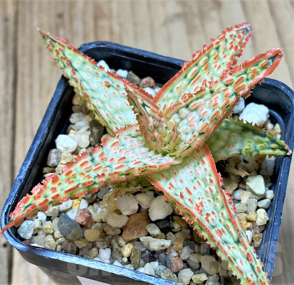 SHPR40443 Aloe TCT hybrid - Image 3