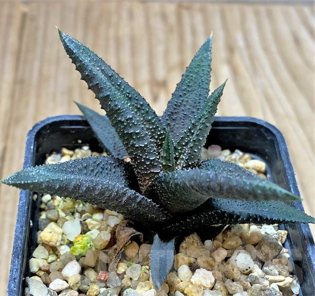 SHPR40420 Haworthia 'Kintaikyo' x radula - immagine 2
