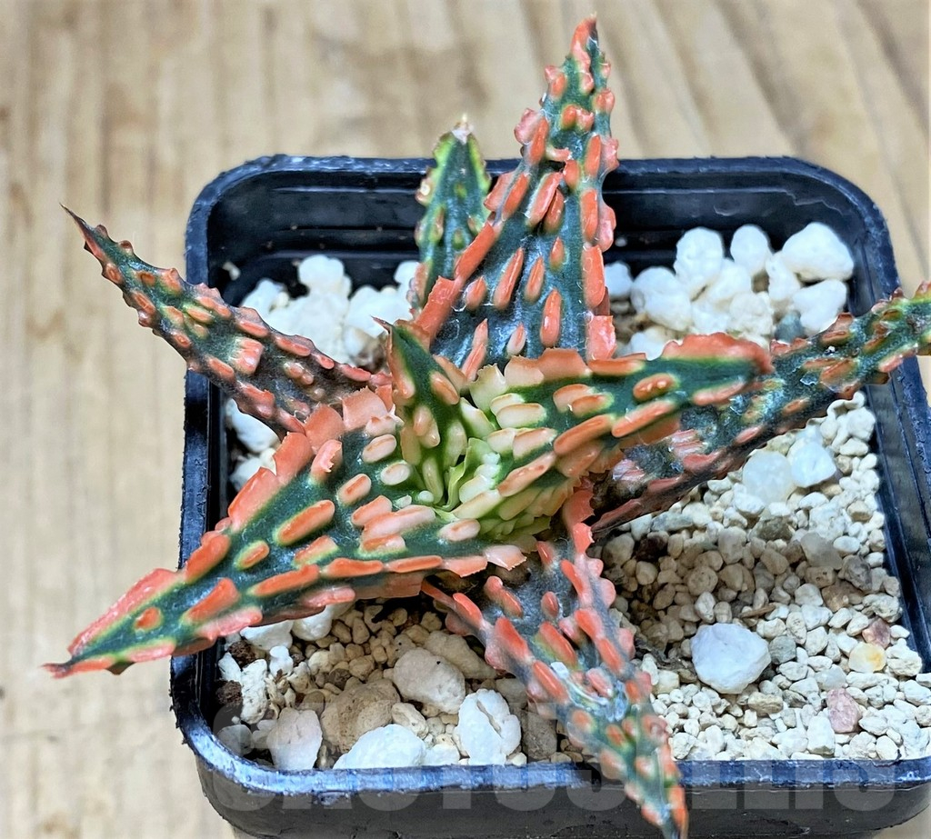 SHPR40444 Aloe TCT hybrid - Image 3