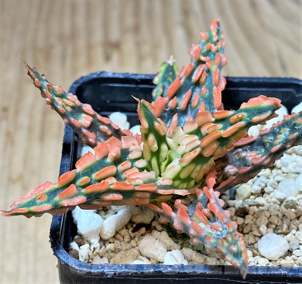 SHPR40444 Aloe TCT hybrid
