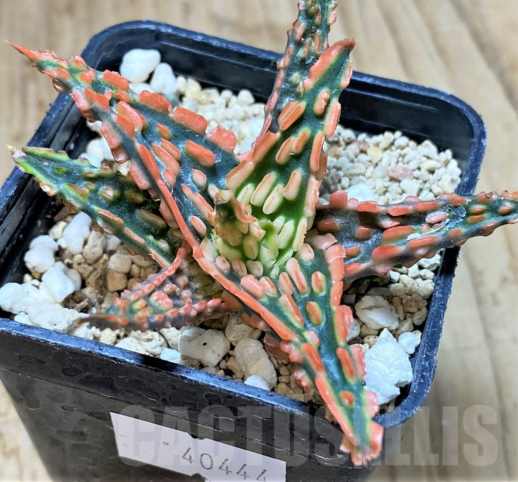 SHPR40444 Aloe TCT hybrid - Image 2