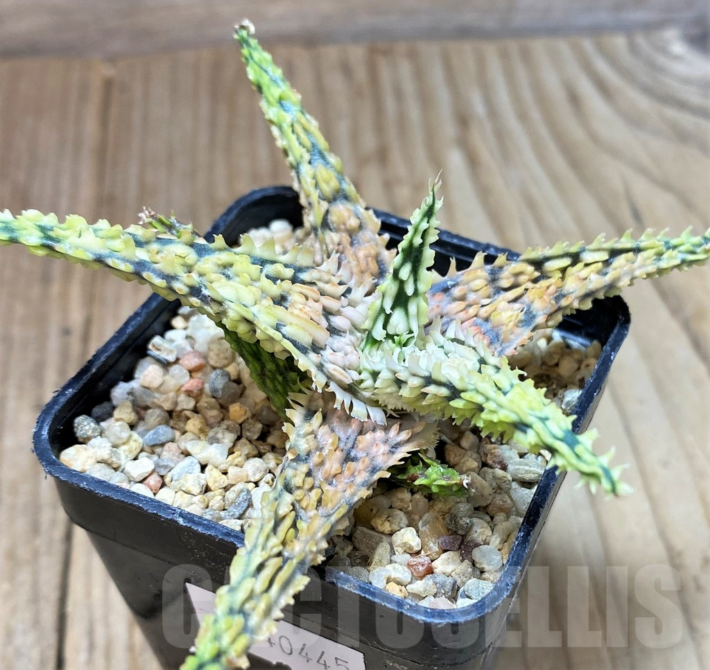 SHPR40445 Aloe TCT hybrid