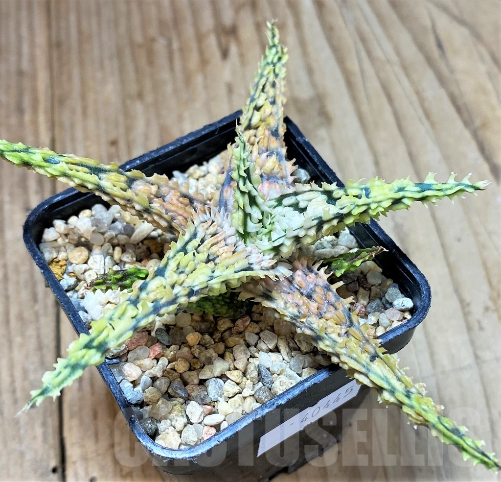 SHPR40445 Aloe TCT hybrid - Image 2