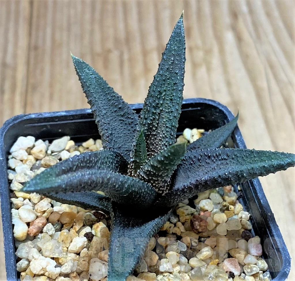 SHPR40420 Haworthia 'Kintaikyo' x radula