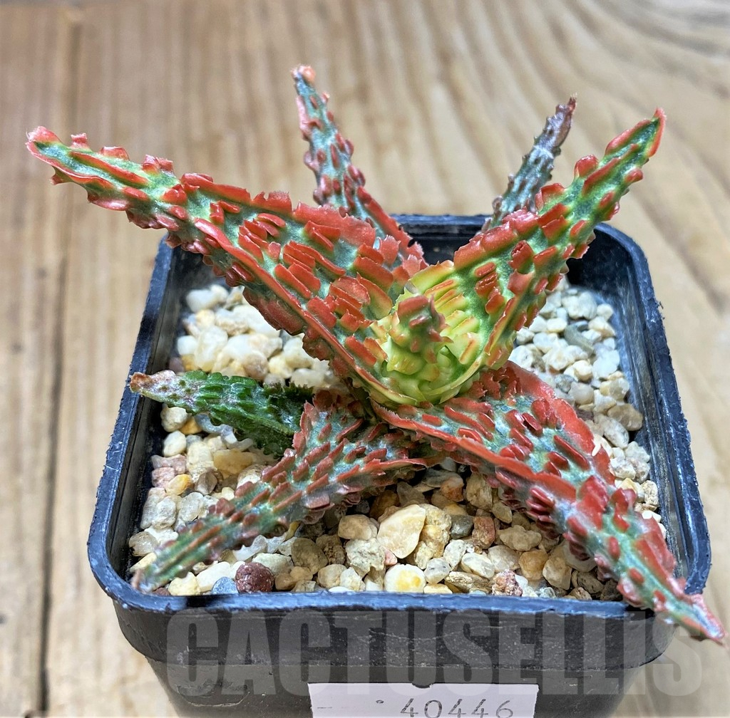 SHPR40446 Aloe TCT hybrid