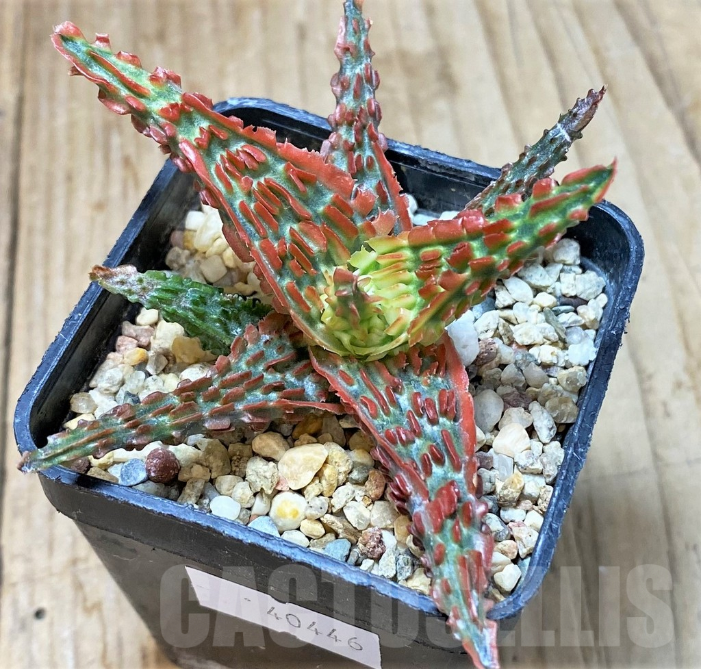 SHPR40446 Aloe TCT hybrid - Image 2