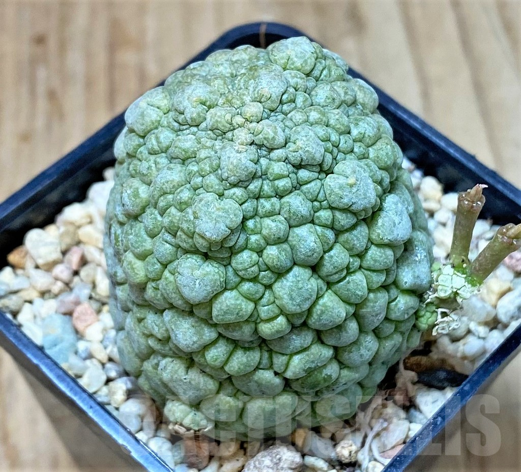 SHPR40447 Pseudolithos migiurtinus, select form