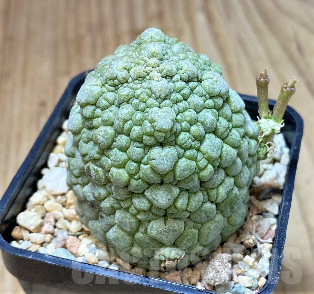 SHPR40447 Pseudolithos migiurtinus, select form - Imagen 2