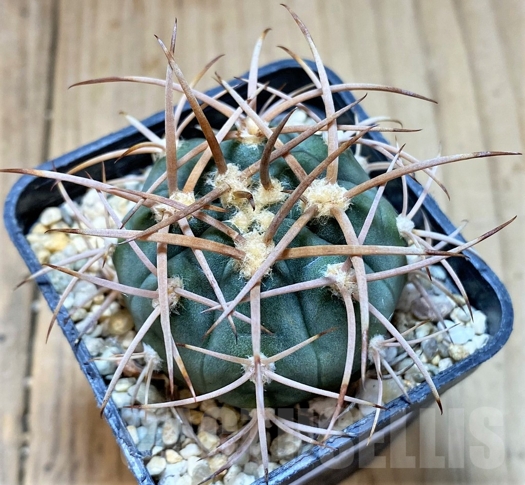 SHPR41048 Gymnocalycium mazanense v. polycephalum