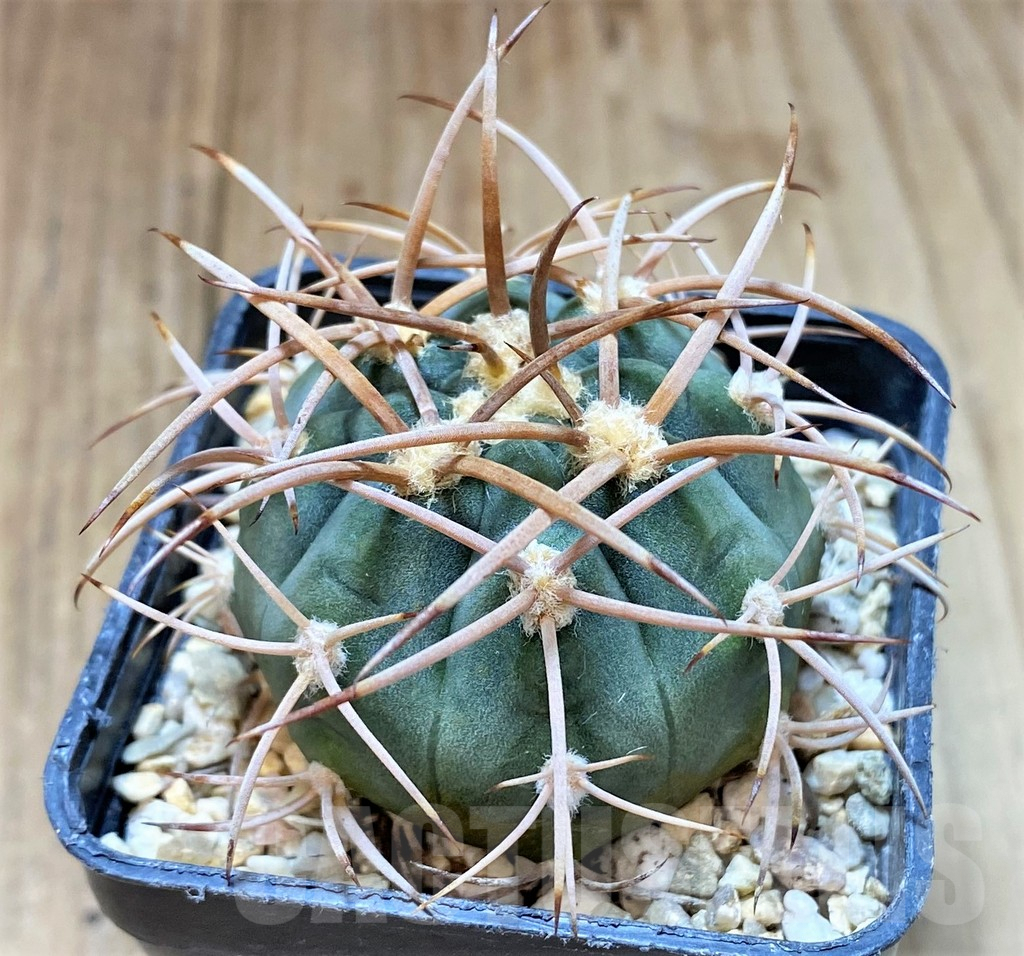 SHPR41048 Gymnocalycium mazanense v. polycephalum - immagine 2
