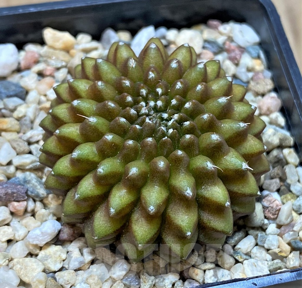 SH855 Gymnocalycium mihanovichii ‘inermis’