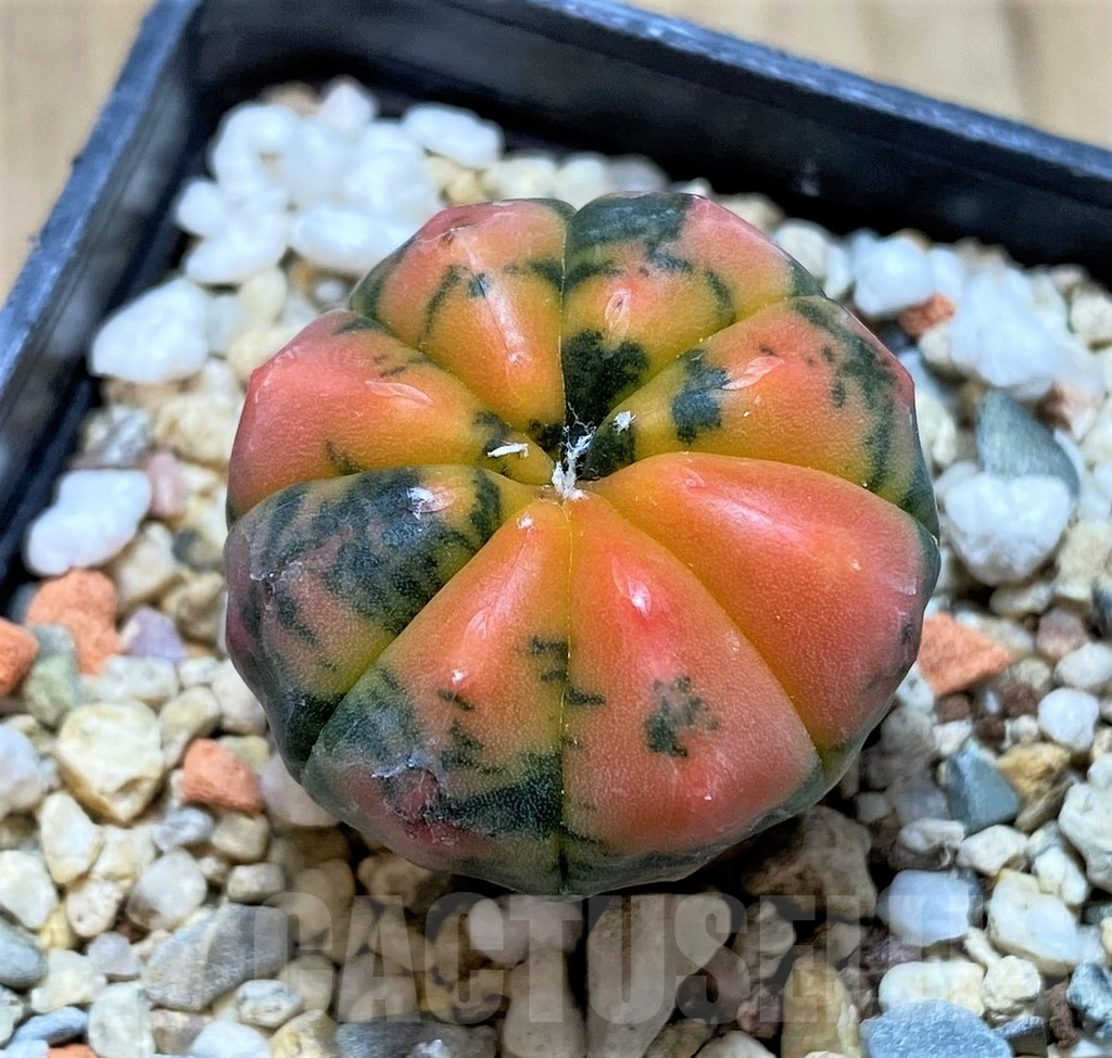 SHPR40540 Astrophytum asterias 'Red Purple skin'