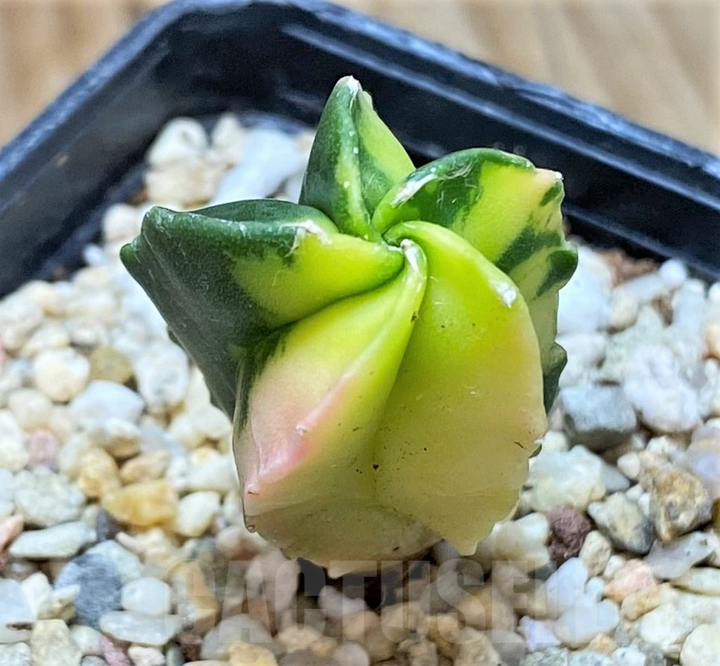 SHPR40542 Astrophytum myriostigma f. variegata