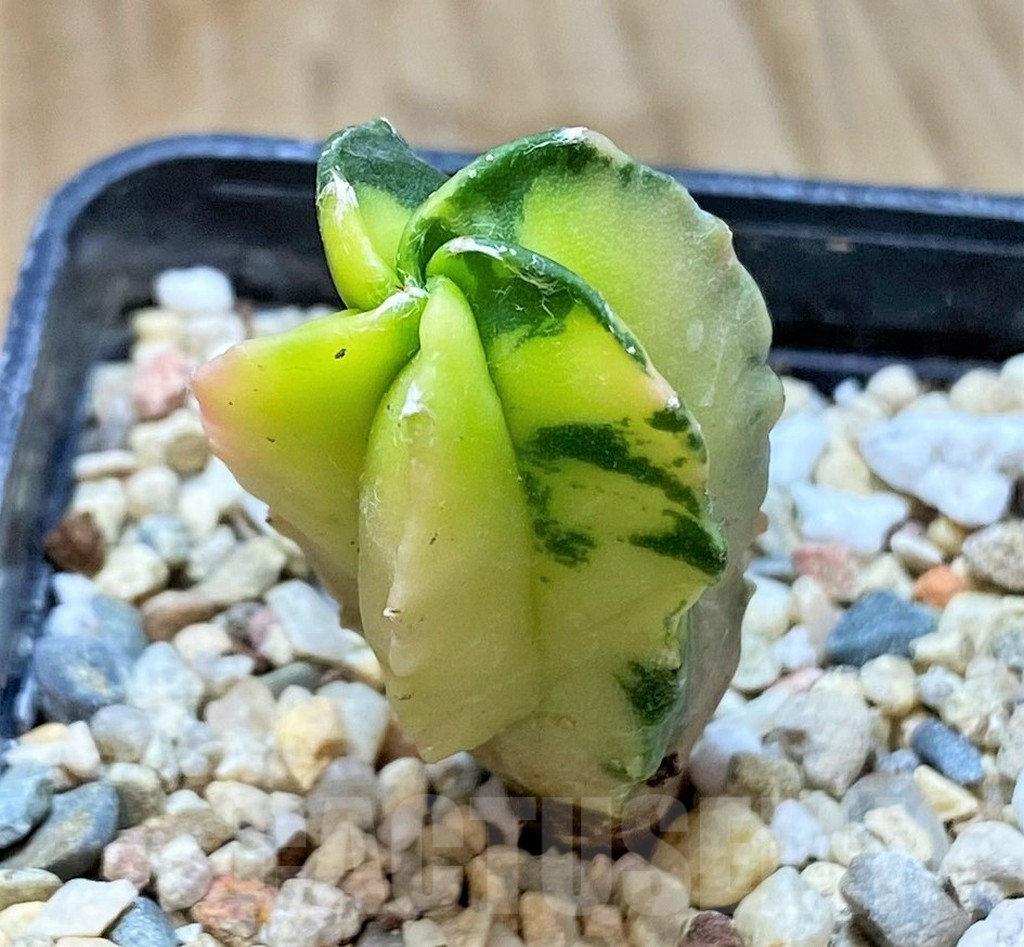 SHPR40542 Astrophytum myriostigma f. variegata - Image 2