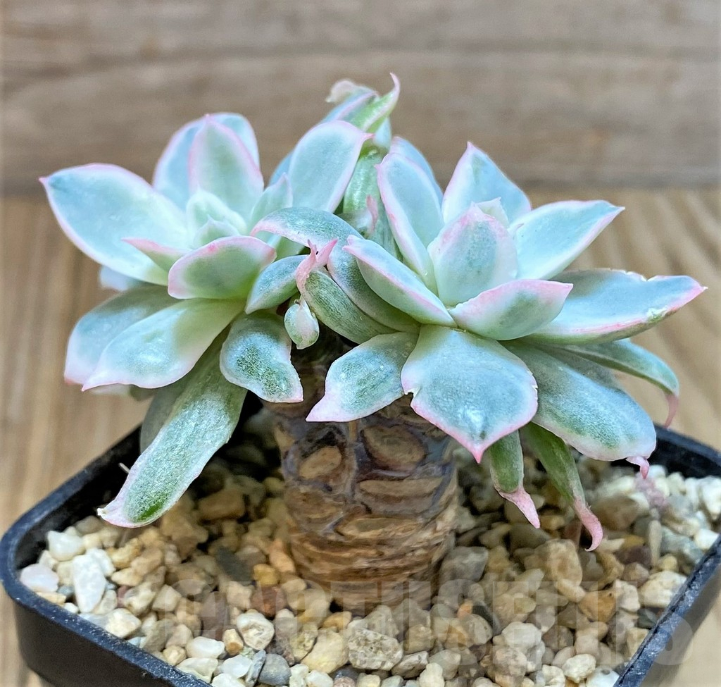 SHPR40669 Echeveria ‘Berkeley Light’ - Image 2