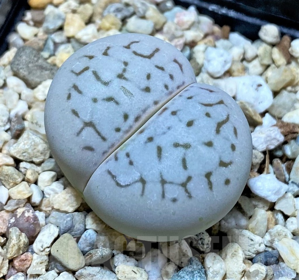 SHPR40703 Dinteranthus vanzylii