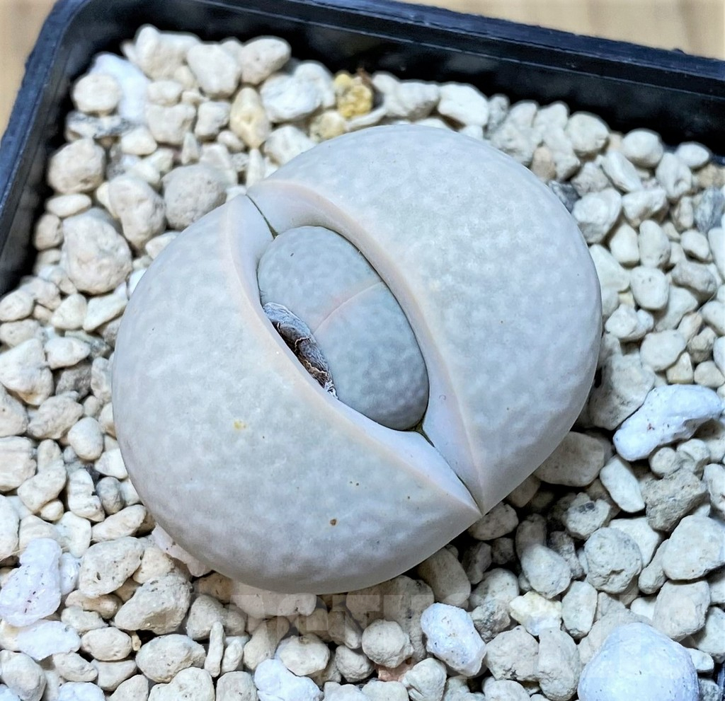 SHPR40705 Dinteranthus pole-evansii