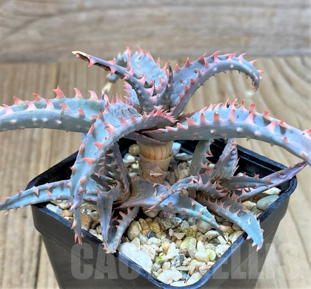 SHPR40706 Aloe castilloniae hybrid - immagine 2