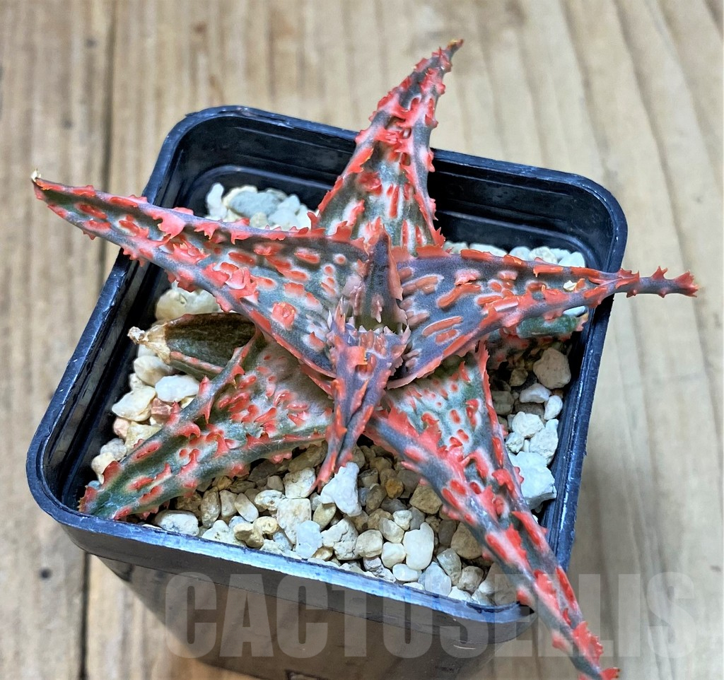 SHPR40708 Aloe TCT hybrid - Зображення 2