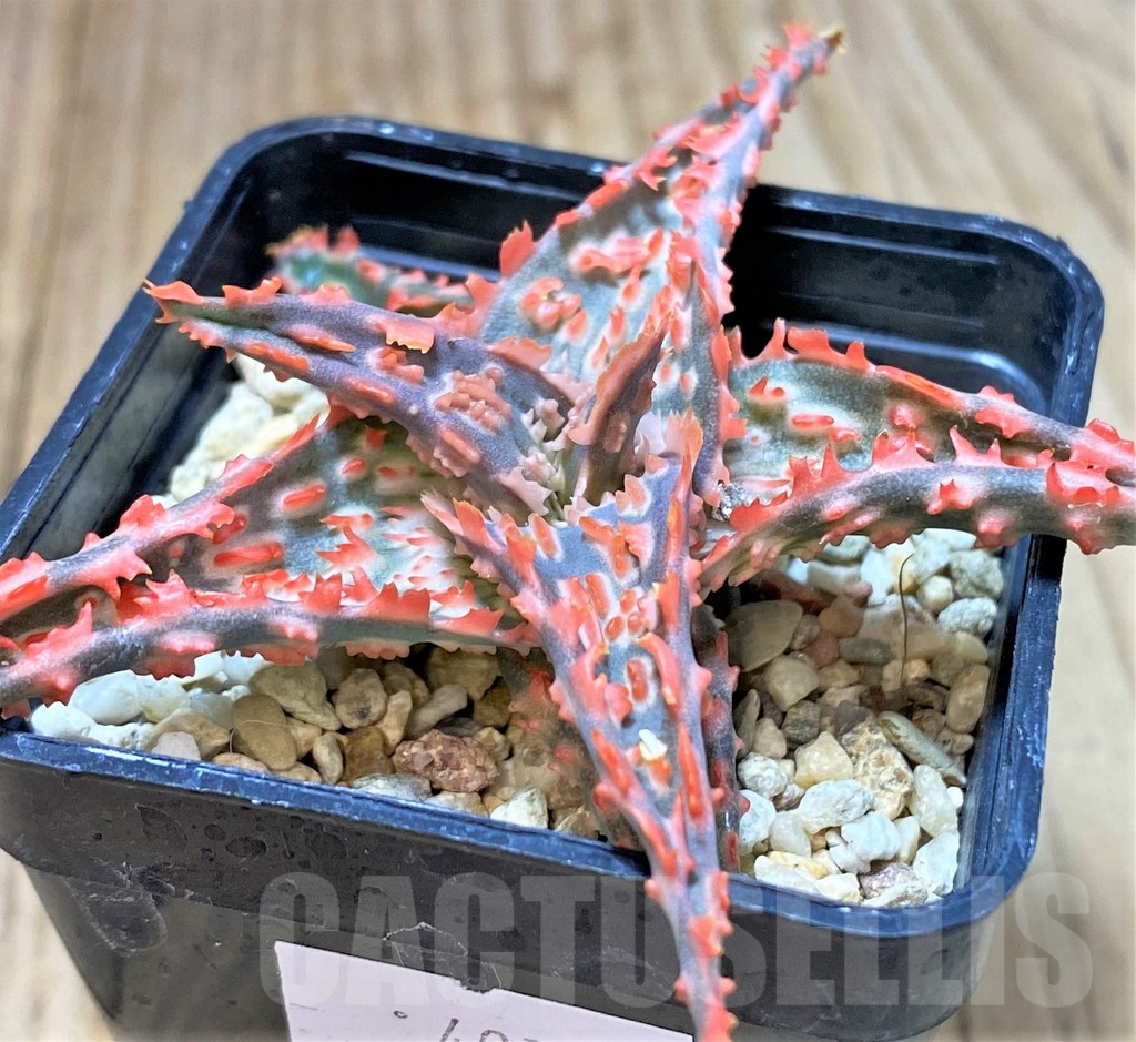 SHPR40708 Aloe TCT hybrid