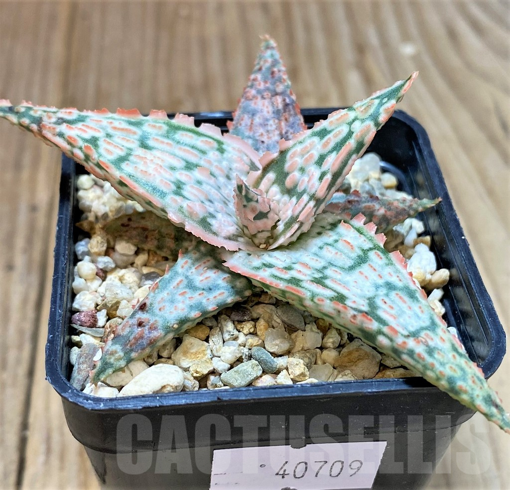SHPR40709 Aloe TCT hybrid