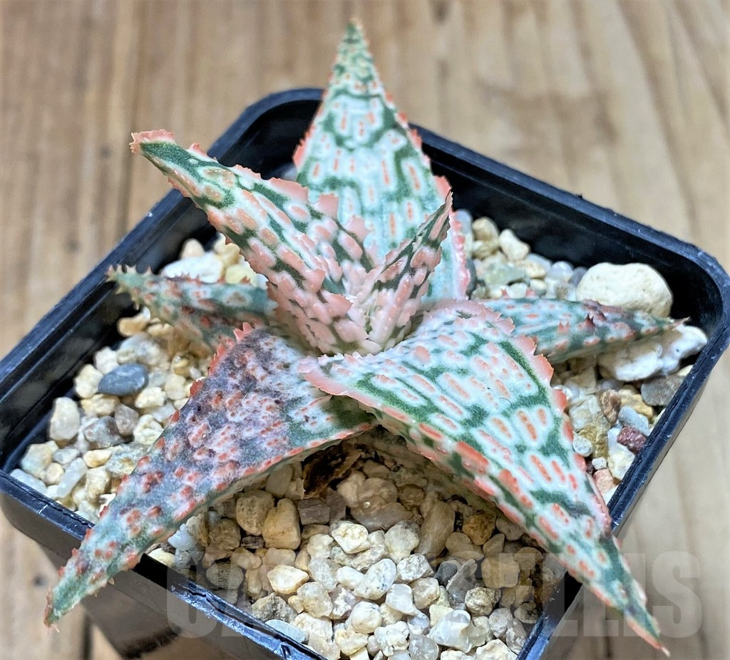 SHPR40709 Aloe TCT hybrid - Imagen 2