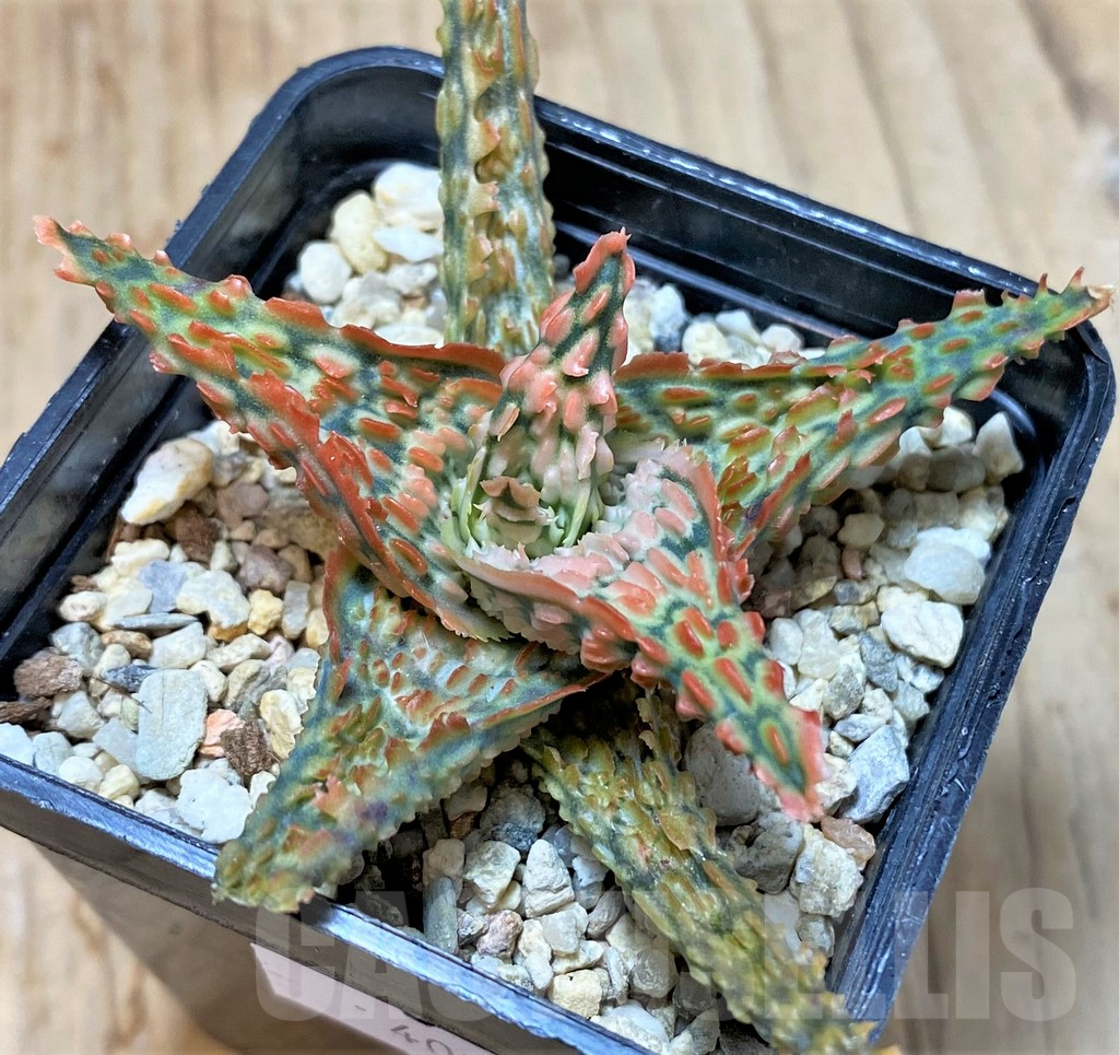 SHPR40710 Aloe TCT hybrid - 画像 (2)