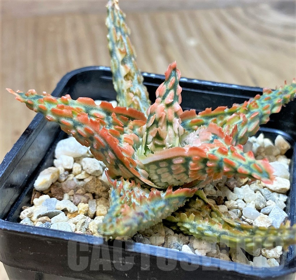 SHPR40710 Aloe TCT hybrid