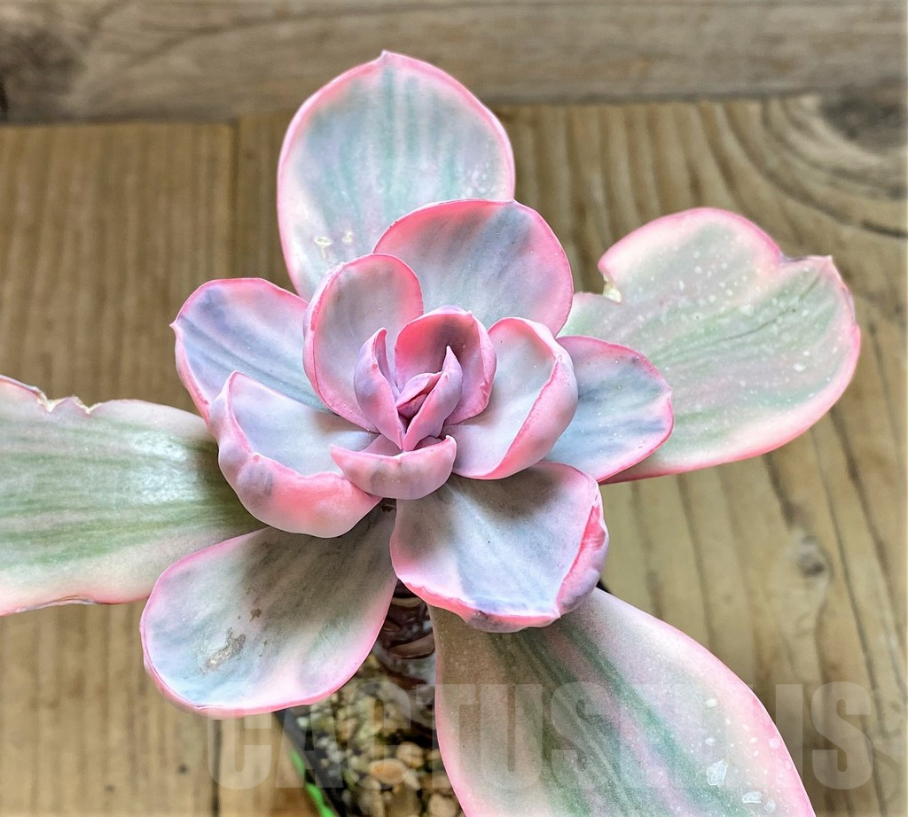 SHPR40670 Echeveria 'Pink Angel'